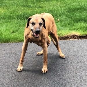 Meet your Posher, Thomas